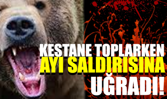 Hendek’te Kestane Toplarken Ayı Saldırısına Uğradı: Durumu Ağır