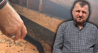 Kahverengi Kokarca Böceği Toruna Hasret Bıraktı