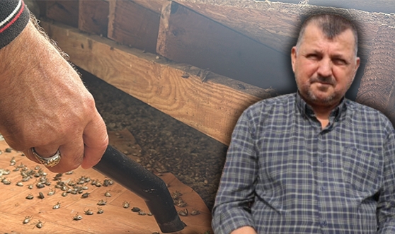 Kahverengi Kokarca Böceği Toruna Hasret Bıraktı