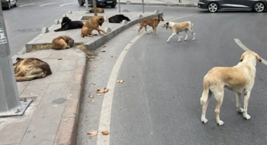 Sokak Köpeklerini Beslemek Yasaklandı