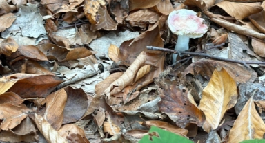 Uzmanından Mantar Uyarısı: 