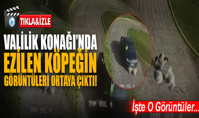 Ezilen Yavru Köpeğin Görüntüleri Ortaya Çıktı!