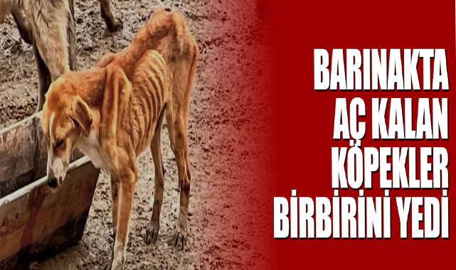 Bozüyük Belediyesi'ne Ait Barınakta Aç Kalan Köpekler Birbirini Yedi