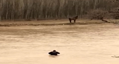 Sel Sularına Giren Vatandaş Atını Kurtardı