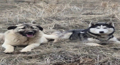 Yavru Kangal Gönlünü Sibirya Kurduna Kaptırdı