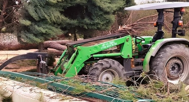 Arifiye'de Ağaç Krizi!