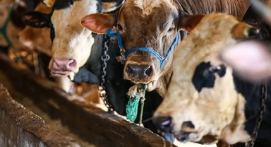 Vekaletle Kurban Kesim Bedelleri Belirlendi