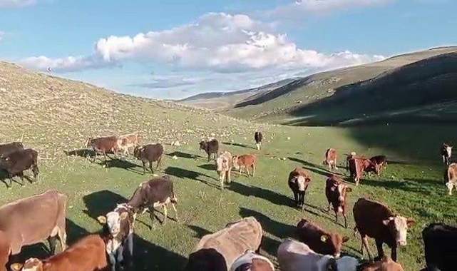 Kurbanlıkta Yeni Dolandırıcılık Yöntemi! Fotoğrafla Tuzak Kuruyorlar