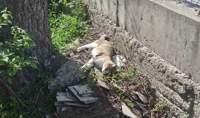 Sabah Beslediği Anne Ve Yavru Kediyi Öğlen Telef Olmuş Halde Buldu